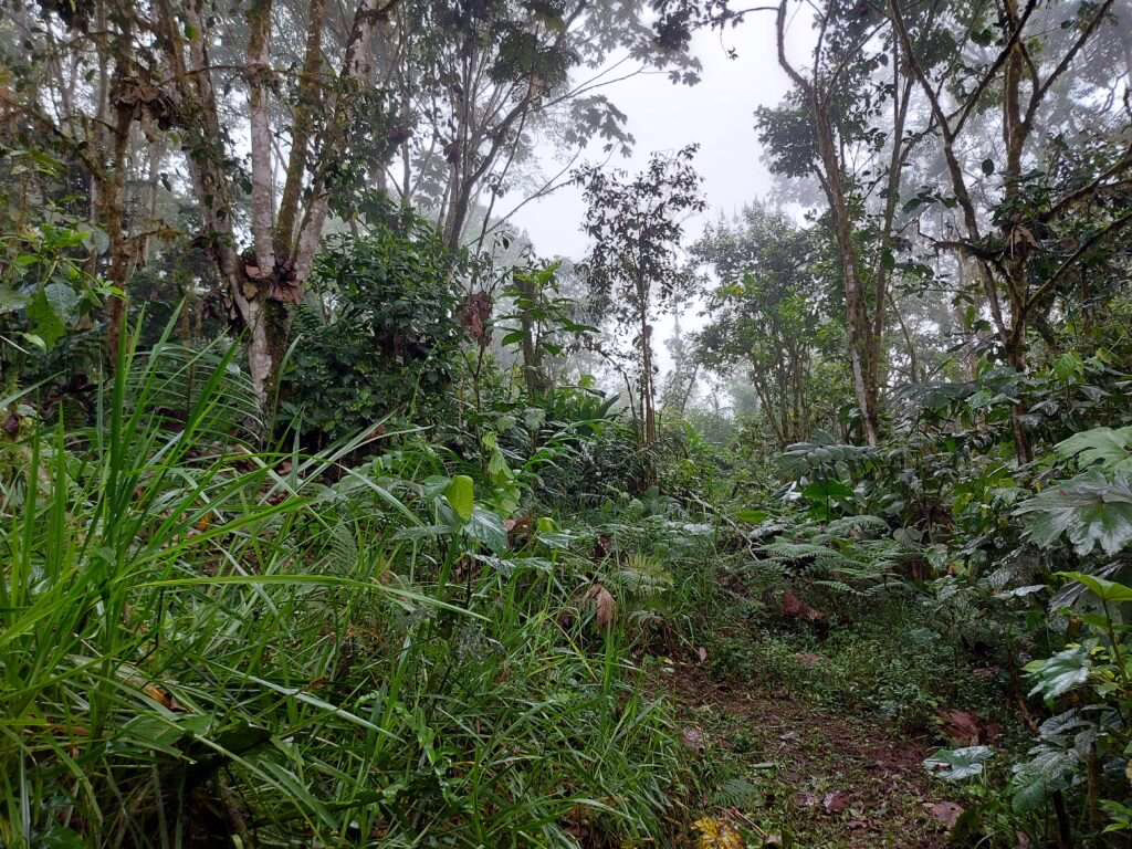Grüner Wald am Westhang der Anden in Ecuador.