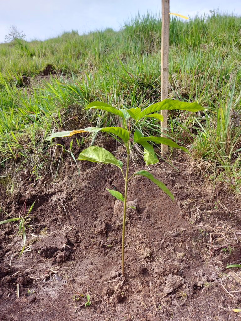 Ein kleiner grüner Setzling, der in der Erde steht. 