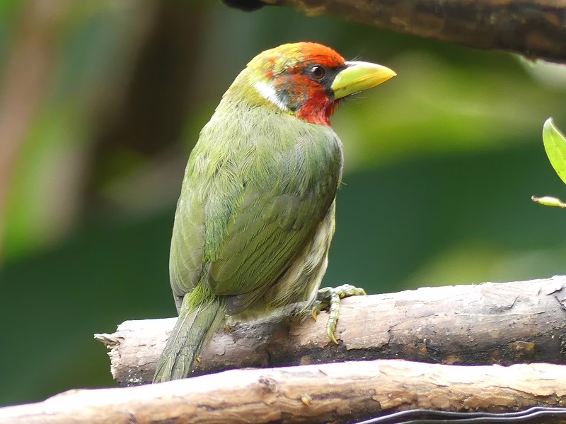 Nahaufnahme eines Anden-Bartvogels in Ecuador.