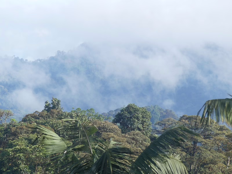 Ausblick auf einem Nebelwald in Ecuador.