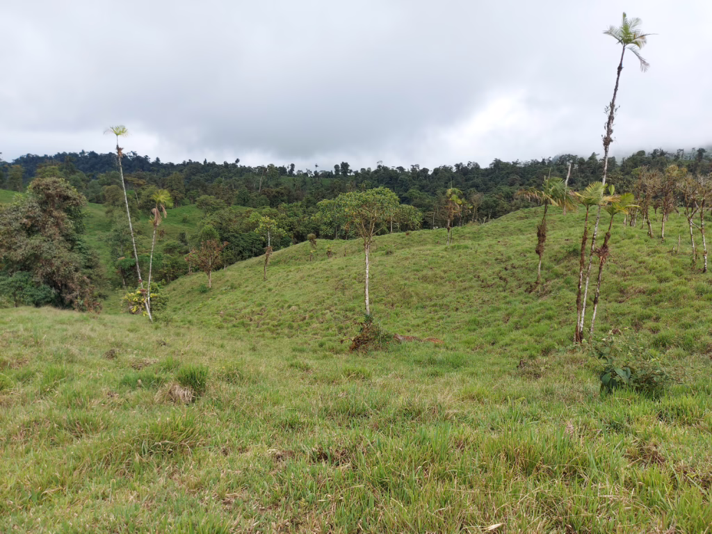 Es ist eine hügelige Wiese in Ecuador abgebildet mit vereinzelten Bäumen und einem Wald im Hintergrund.