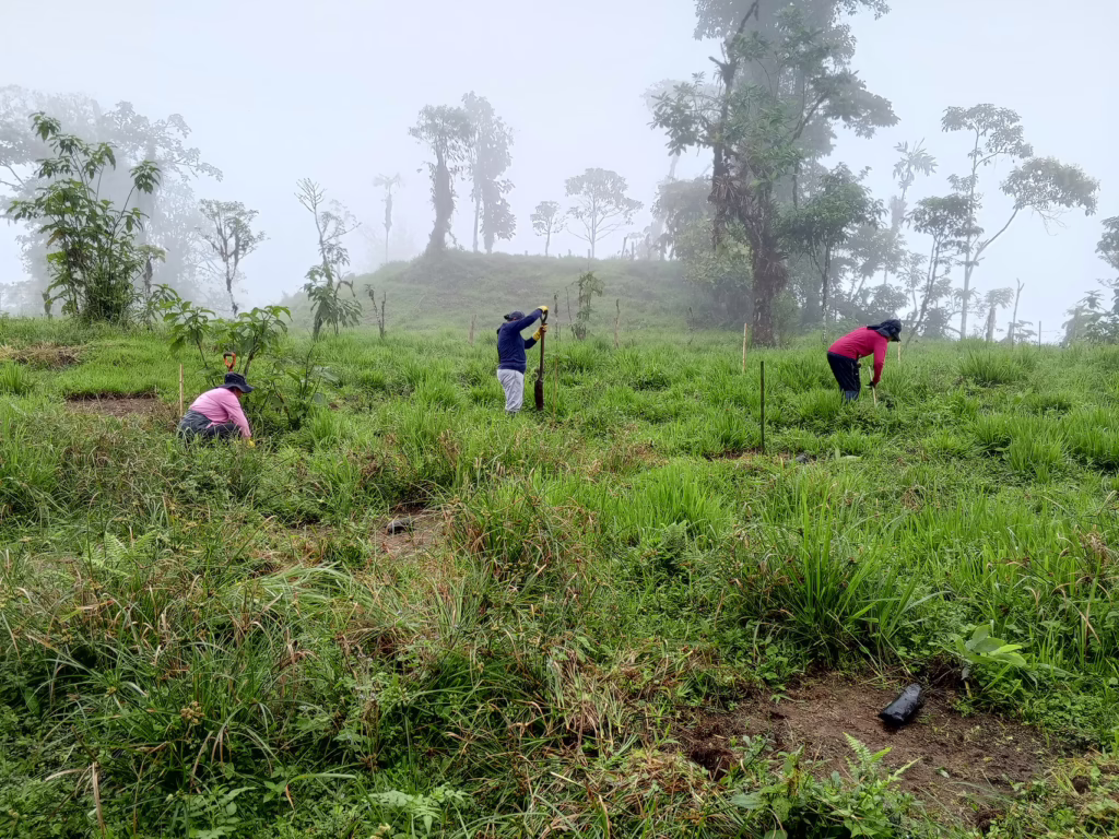 Drei Arbeiter*innen arbeiten auf einer Aufforstungsfläche. Zwei graben mit einer Schaufel, eine mit ihren Händen.