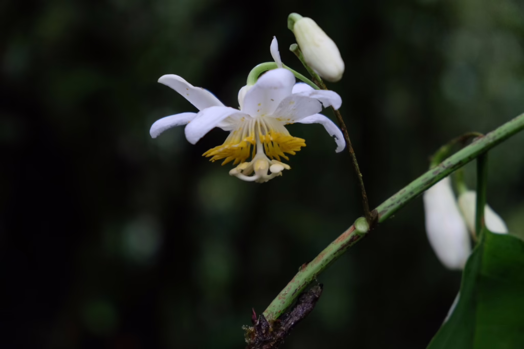 Die Blüte der neuen Baumart passiflora dendroideo ist zu sehen.